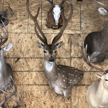 Trophy House Taxidermy - Taxidermy Near Me - Blue Ridge, Texas Trophy House Taxidermy - Taxidermy Near Me - Blue Ridge, Texas