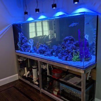 Aquarium Network - 350 gallon aquarium before cabinetry - Aquarium Services Near Me - Bellmore, New York Aquarium Network - 350 gallon aquarium before cabinetry - Aquarium Services Near Me - Bellmore, New York
