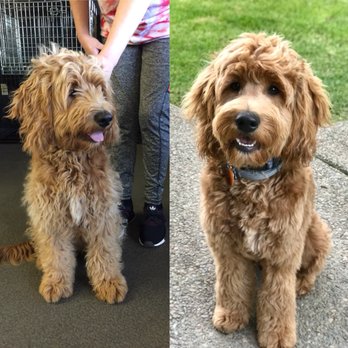Country Clippers - Pet Groomers Near Me - Lockeford, California Country Clippers - Pet Groomers Near Me - Lockeford, California