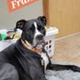 Photo of Wigglebutz Groom and Board