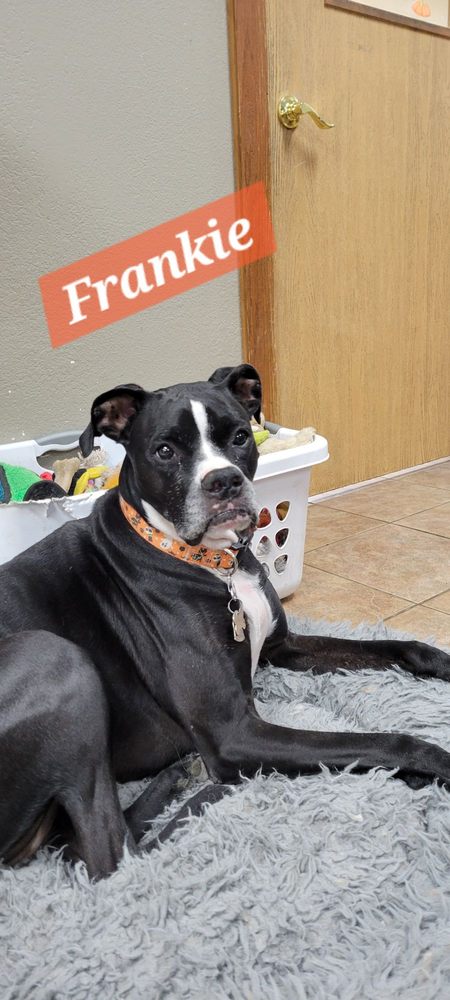 Wigglebutz Groom and Board - pet boarding facility in Fort Wayne, IN