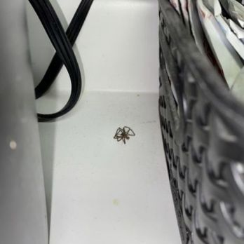 Tanglewood Apartments - Brown recluse spider - Apartments Near Me - Lincoln, Nebraska Tanglewood Apartments - Brown recluse spider - Apartments Near Me - Lincoln, Nebraska