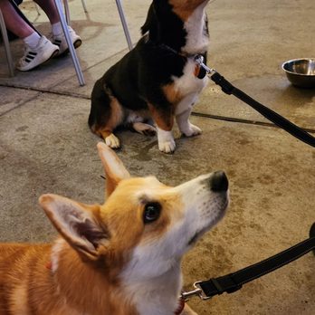 Tanglewood Pizza Company - Dogs welcome on the patio - Pizza Near Me - Advance, North Carolina Tanglewood Pizza Company - Dogs welcome on the patio - Pizza Near Me - Advance, North Carolina