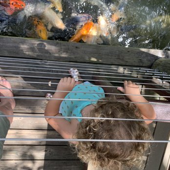 Brevard Zoo - Dropping fish food, .25 for a small handful. - Zoos Near Me - Melbourne, Florida Brevard Zoo - Dropping fish food, .25 for a small handful. - Zoos Near Me - Melbourne, Florida