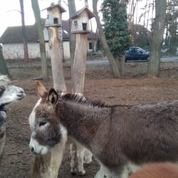Pony park - Další strejda osel.