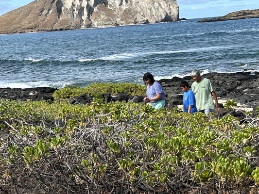 Makapuu Beach Park by null