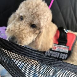 Live Oak Animal Hospital