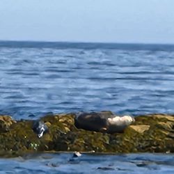 Schooner Surprise - Two adult seals and a young seal sunbathing.