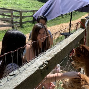 Lilymoore Alpaca Farm - Feeding time - Attraction Farms Near Me - Pleasant Valley, New York Lilymoore Alpaca Farm - Feeding time - Attraction Farms Near Me - Pleasant Valley, New York