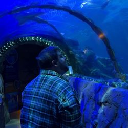 SEA LIFE Kansas City Aquarium - Tunnel