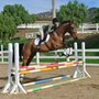 Photo of Elite Show Stables