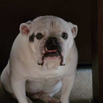 Brigadoon Animal Hospital - This is my bully, Piggy. - Veterinarians Near Me - Cedar Point, North Carolina Brigadoon Animal Hospital - This is my bully, Piggy. - Veterinarians Near Me - Cedar Point, North Carolina