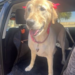 This is Annie My Golden Retriever, after she got cut, bathed and all prettied up.