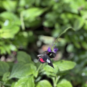 Butterfly Biosphere - Children's Museums Near Me - Lehi, Utah