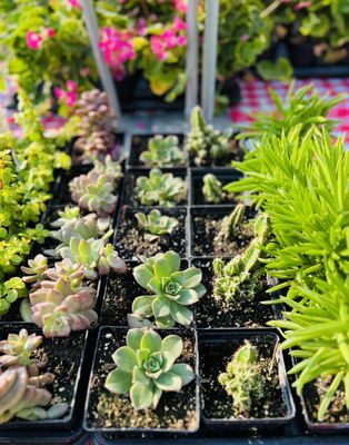 Evanston Farmers' Market by null