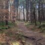 Photo of Erie County Forest