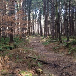 Erie County Forest - Follow the path.