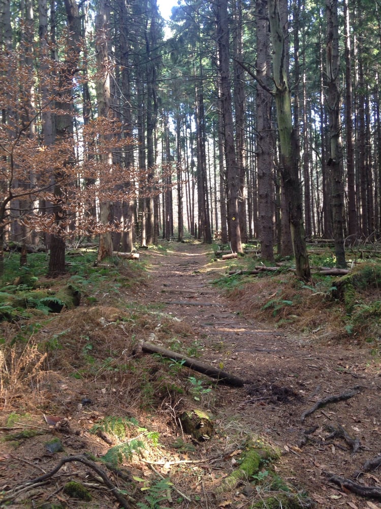 ERIE COUNTY FOREST Updated October 2024 10 Photos East Concord