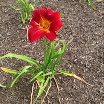 Johnson County Public Library - Flower along the beautiful landscaping of building - Libraries Near Me - Greenwood, Indiana