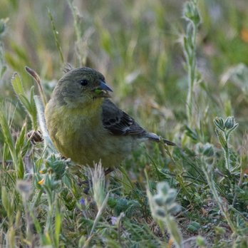 Ojai Meadows Preserve Trail - Lesser Goldfinch eating it's greens. - Hiking Near Me - Ojai, California
