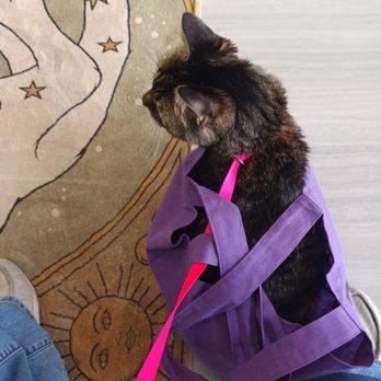 1. St Louis Cat Clinic