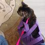 Photo of St Louis Cat Clinic