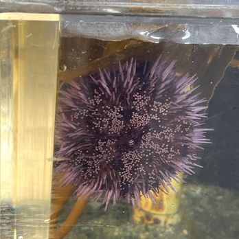Birch Aquarium - Pointy thing - Aquariums Near Me - La Jolla, California