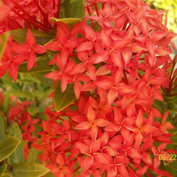 Gran Meliá - flowers everywhere - Resorts Near Me - Río Grande, Puerto Rico