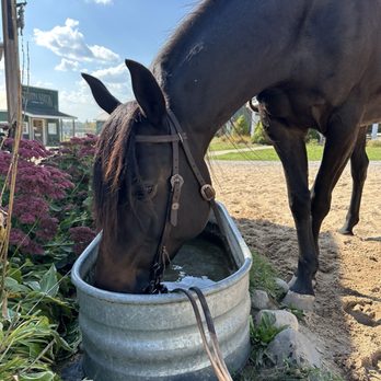 Maple Ridge Stables - Horseback Riding Near Me - Vanderbilt, Michigan