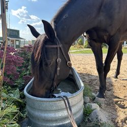 Maple Ridge Stables