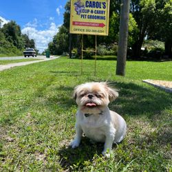 Carol's Clip-N-Carry - Otto freshly groomed