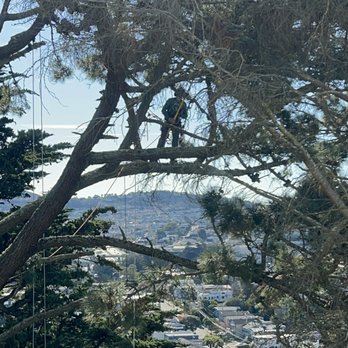 The Dog Professional Tree Service - Tall Monterey Pine care - Tree Services Near Me The Dog Professional Tree Service - Tall Monterey Pine care - Tree Services Near Me