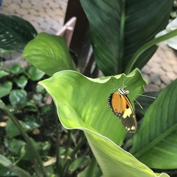 Long Island Aquarium - Beautiful butterfly - Aquariums Near Me - Riverhead, New York Long Island Aquarium - Beautiful butterfly - Aquariums Near Me - Riverhead, New York