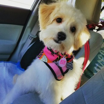 pampered pet salon and boutique