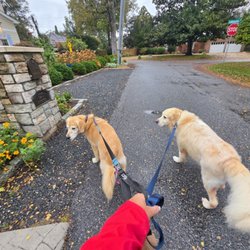 Sitters by the Sea - Rainy day? Who cares! Not Atlas & Tucker! We love all of our walks with Sitters by the Sea