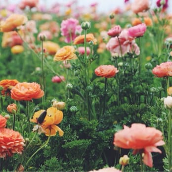 The Flower Fields - Ranunculus! - Venues & Event Spaces Near Me - Carlsbad, California