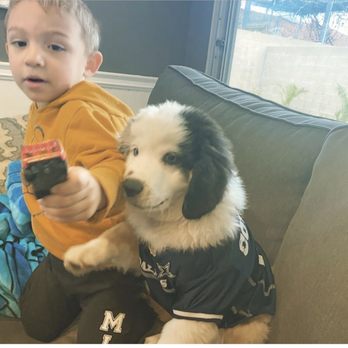 timeless mini aussies