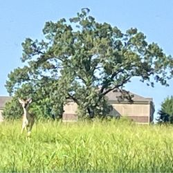 Bringle Lake Park - East - Lots of deer in the area, see them several times and places during my walks.