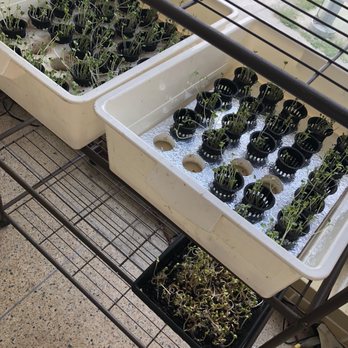 Bio Cafe - two trays of sprouts and seedlings - Cafes Near Me - Toronto, Ontario