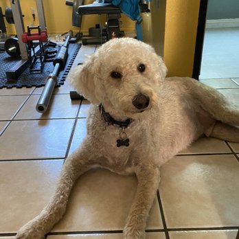 Lovely Pet Spa - Pet Groomers Near Me - Montebello, California