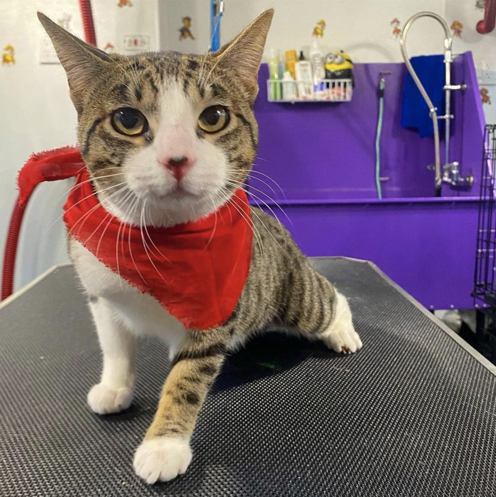 My Pet Dream SF - pet boarding facility in San Francisco, CA