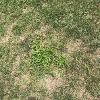TruGreen Lawn Care - a small patch of grass in the middle of a lawn - Tree Services Near Me - Fenton, Missouri TruGreen Lawn Care - a small patch of grass in the middle of a lawn - Tree Services Near Me - Fenton, Missouri