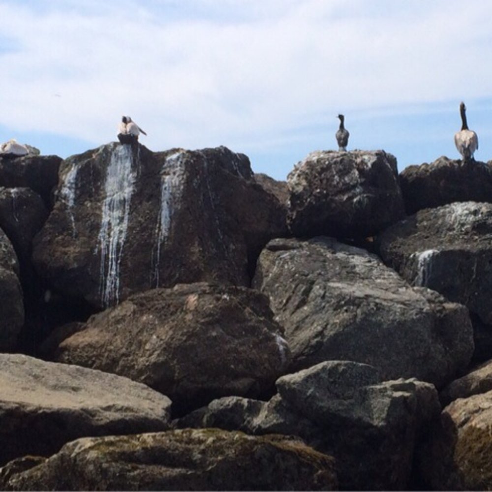 Pelicans on the rocks Pelicans on the rocks