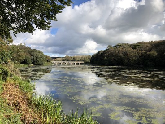 Bosherston Lily Ponds by null