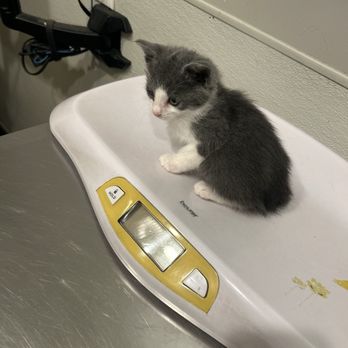 Community Veterinary Clinic - Kitten on weight scale in doctors office - Veterinarians Near Me - Turlock, California Community Veterinary Clinic - Kitten on weight scale in doctors office - Veterinarians Near Me - Turlock, California