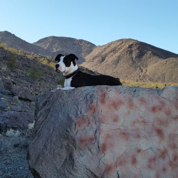 CSU Desert Studies Center - Sammy gazing upon the Zzyzx Road - Colleges & Universities Near Me - Baker, California CSU Desert Studies Center - Sammy gazing upon the Zzyzx Road - Colleges & Universities Near Me - Baker, California