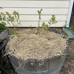 Colibri Playgarden - We planted blueberries