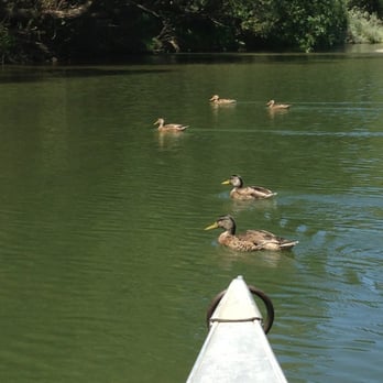 Burke's Canoe Trips - Lots of little ducks on the Russian river!! So cute. Fed them bread and they swim up to the canoe! - Boating Near Me - Forestville, California Burke's Canoe Trips - Lots of little ducks on the Russian river!! So cute. Fed them bread and they swim up to the canoe! - Boating Near Me - Forestville, California