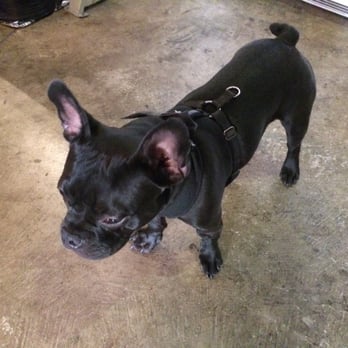 The Build Shop - Boba - The Build Shop mascot. - 3D Printing Near Me The Build Shop - Boba - The Build Shop mascot. - 3D Printing Near Me