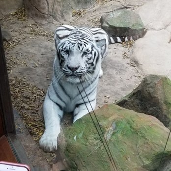 Caldwell Zoo - Rare white tiger - Zoos Near Me - Tyler, Texas